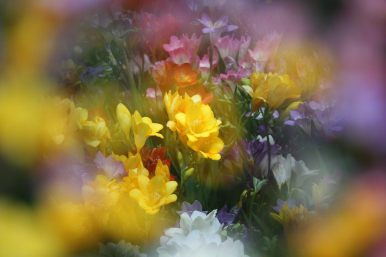 A dreamy, soft-focus photo of a garden bed filled with vibrant blossoms evokes the charm of France flower delivery—yellow flowers in sharp focus at the center, pastel-colored blooms blurred gently around the edges.