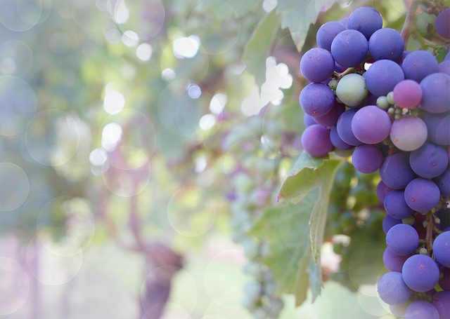 A close-up of a cluster of purple and green grapes hangs from a vigne with lush leaves. The background is softly blurred with circular light reflections, creating a dreamy, gentle atmosphere that evokes the essence of vin country.
