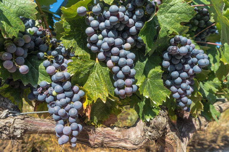 Close-up of ripe purple grapes hanging in large clusters from a Bordeaux grapevine. The grapes are surrounded by vibrant green leaves, their veins visible as sunlight highlights the fruit—capturing the essence of Bordeaux vineyards on a bright day.